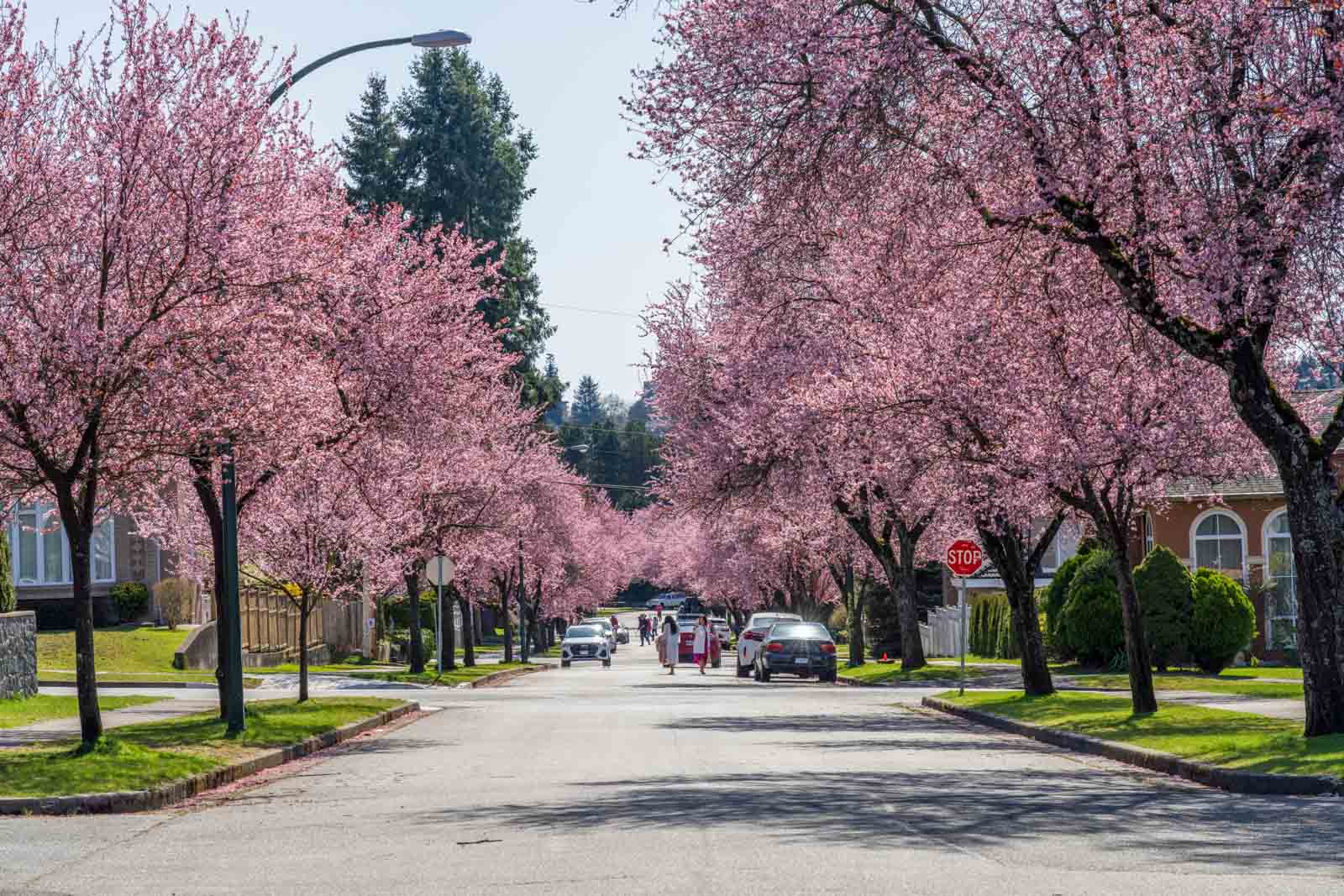 A beautiful residential street in Vancouver completely covered by a canopy of pink cherry blossom trees in full bloom.