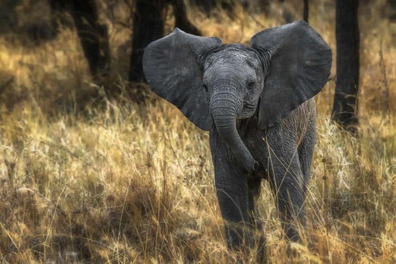 places to visit in Africa baby elephant in Tanzania