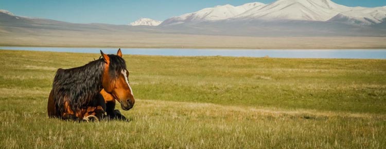 kyrgyzstan travel | for the horses