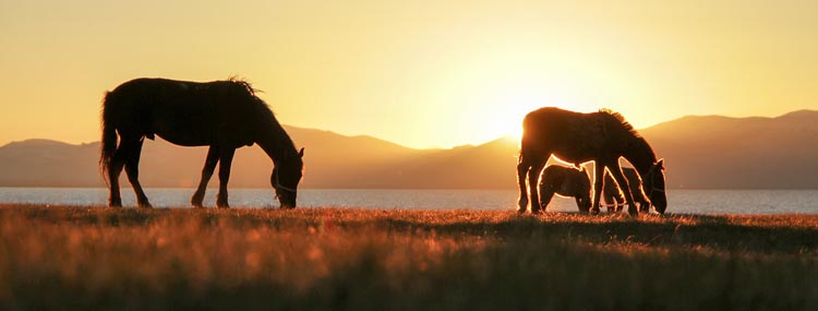 travel kyrgyzstan | horses at sunset