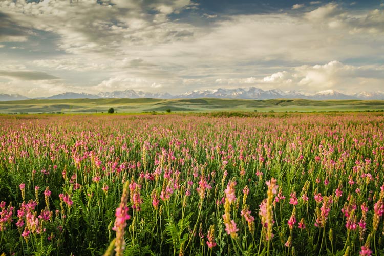 Kyrgyzstan travel | flowers in a field