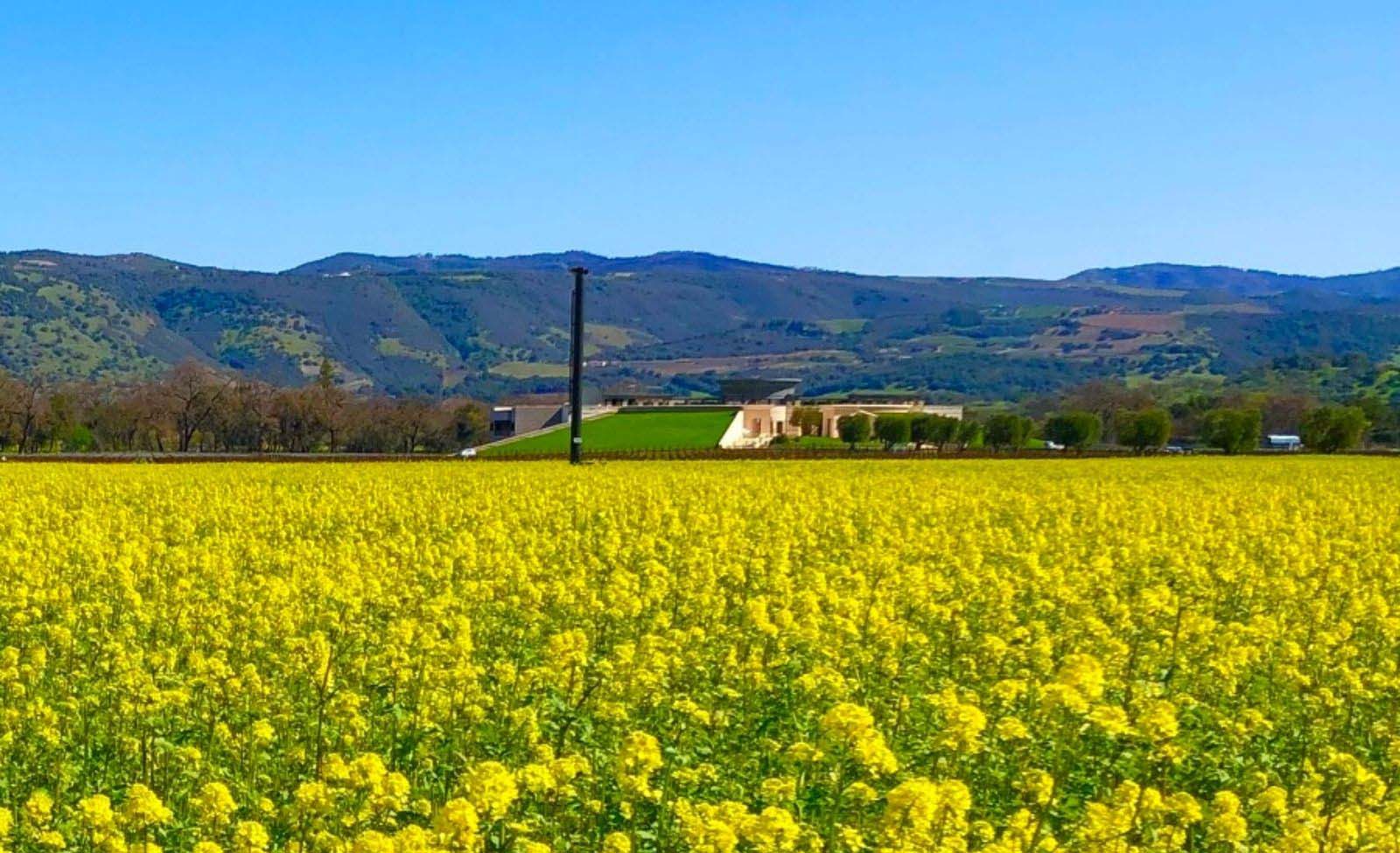 Best Time to Visit Napa Valley  Ideal Months and Seasons • Abroad