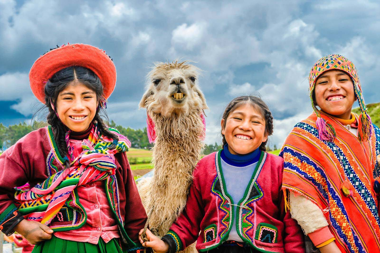 meet peru's cute alpacas