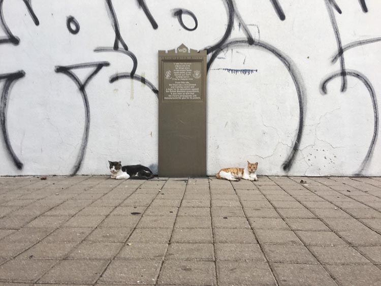 cats of tel aviv