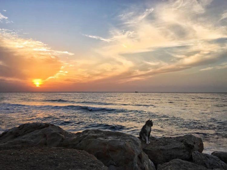 tel aviv cats on the water