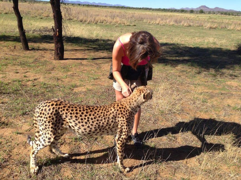 author petting cheetah