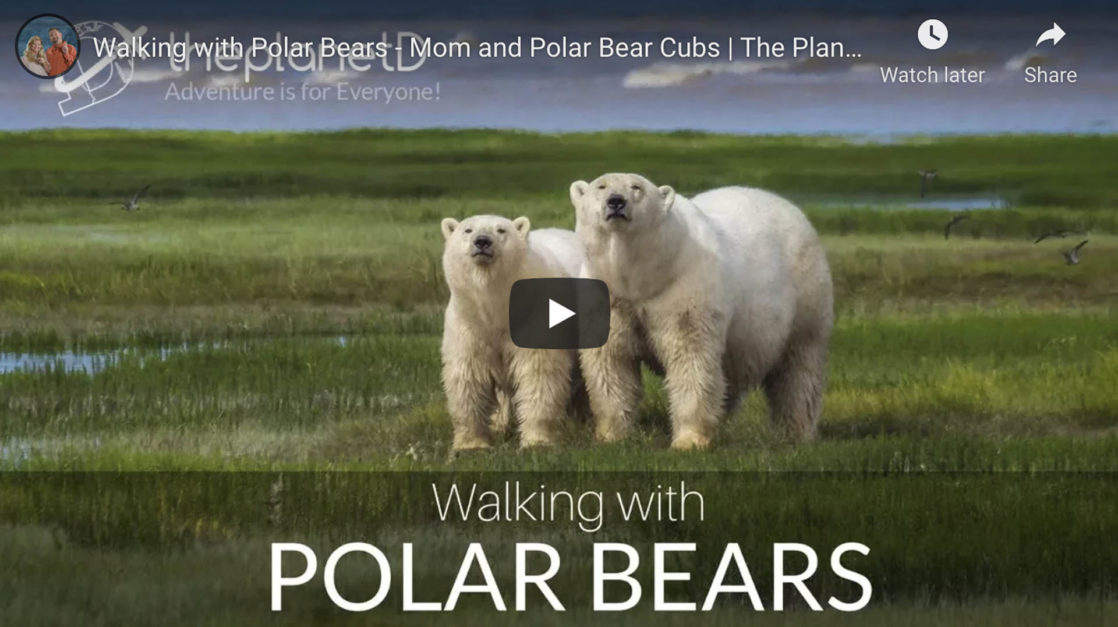 walking with polar bears