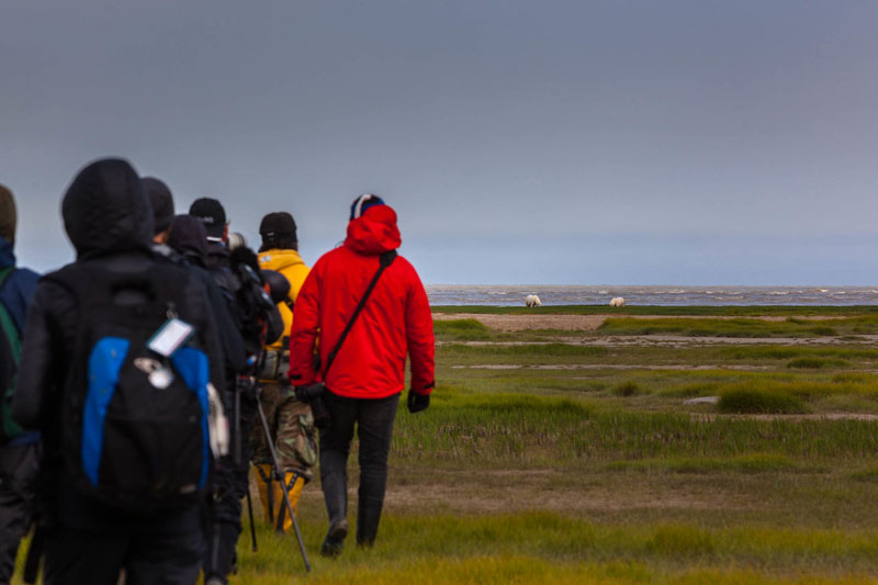 walking with polar bears field