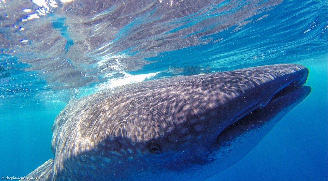 swim with whale sharks - head