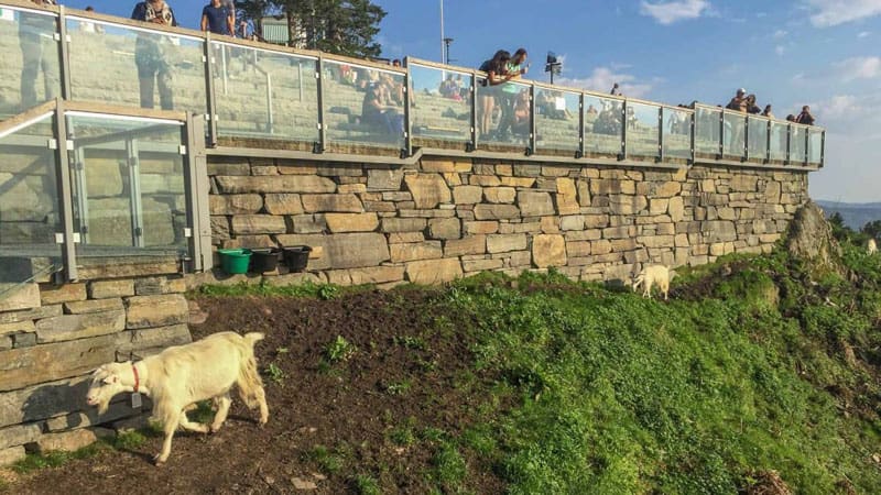 things to see in bergen goats