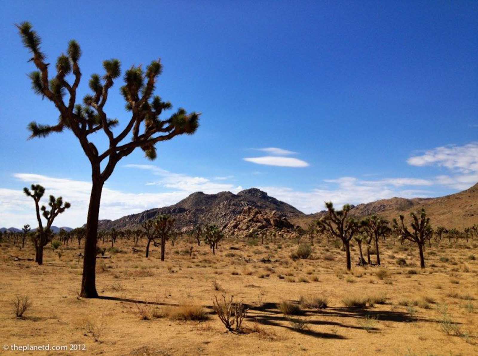 places to camp in california mojave