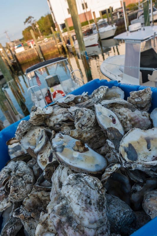 places to eat in virginia beach VA oysters