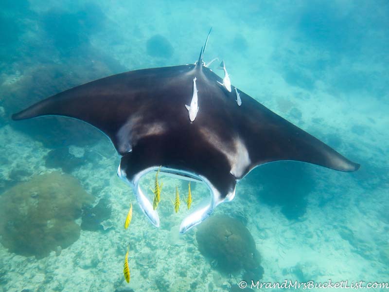wildlife encounters in Western Australia - manta rays