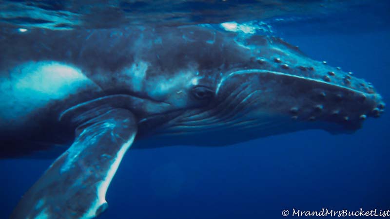 wildlife encounters in Western Australia - humpback whales