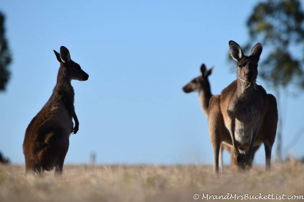 wildlife encounters in Western Australia - kangaroos