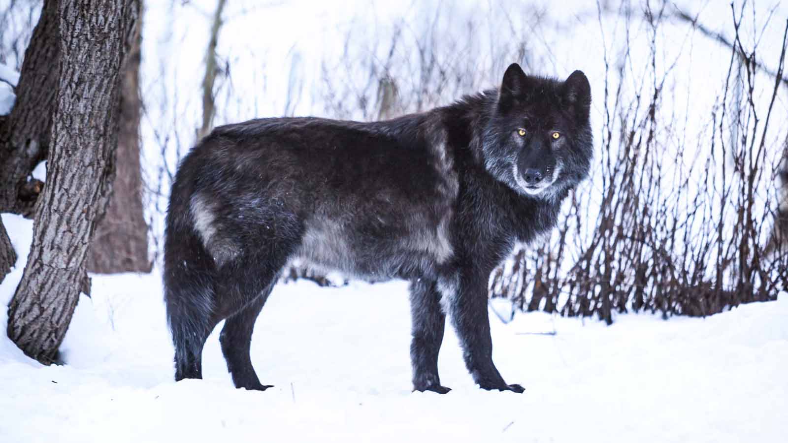 winter activities in alberta wolf dog sanctuary