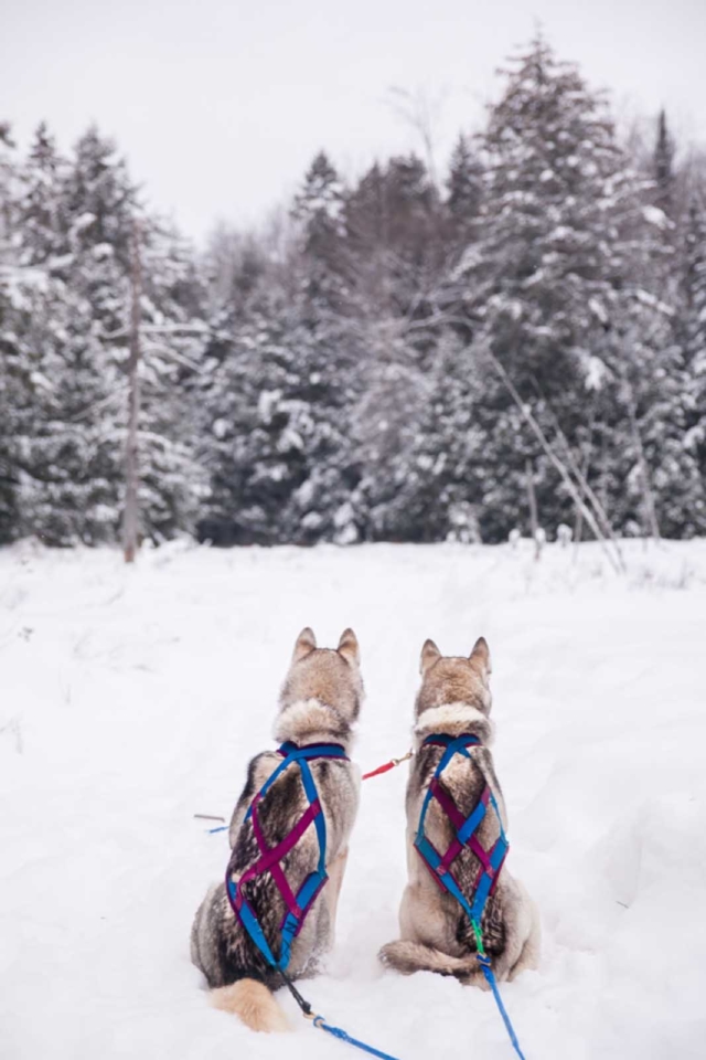 fun colorado winter sport dog sledding