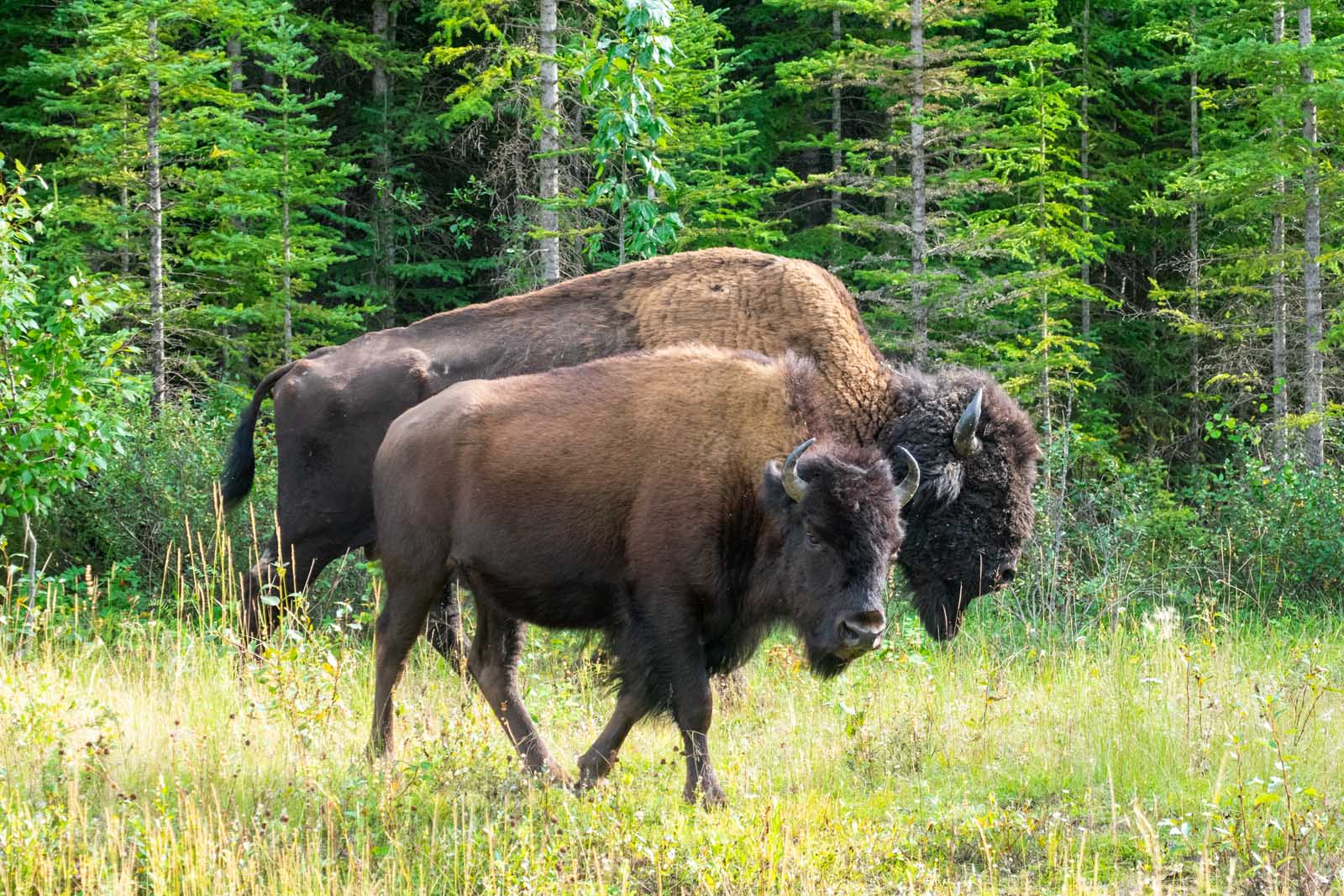 wood buffalo national park places to visit in alberta