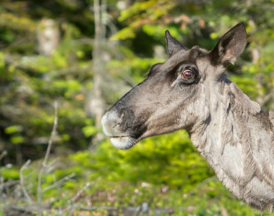 The Rare Woodland Caribou of the Slate Islands