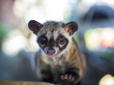 Celebrating the World’s First World Civet Day: Shining a Light on the Plight of Civet Coffee Production