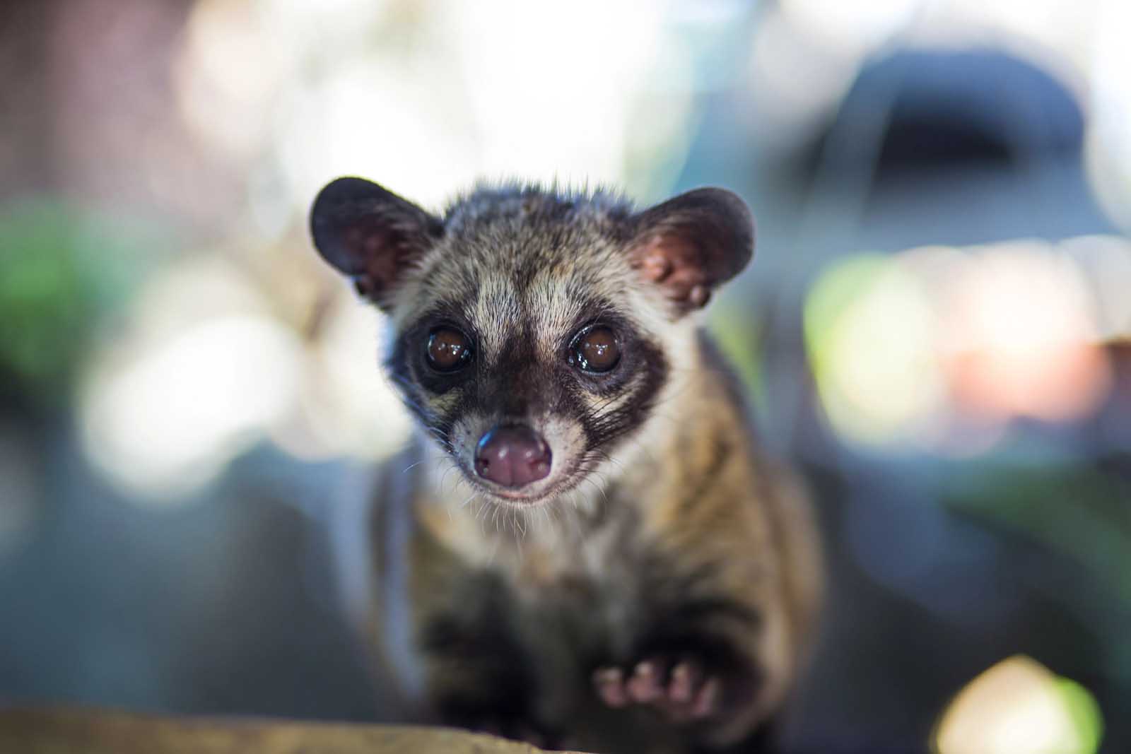 world civet time  conscionable  accidental    nary  to civet coffee