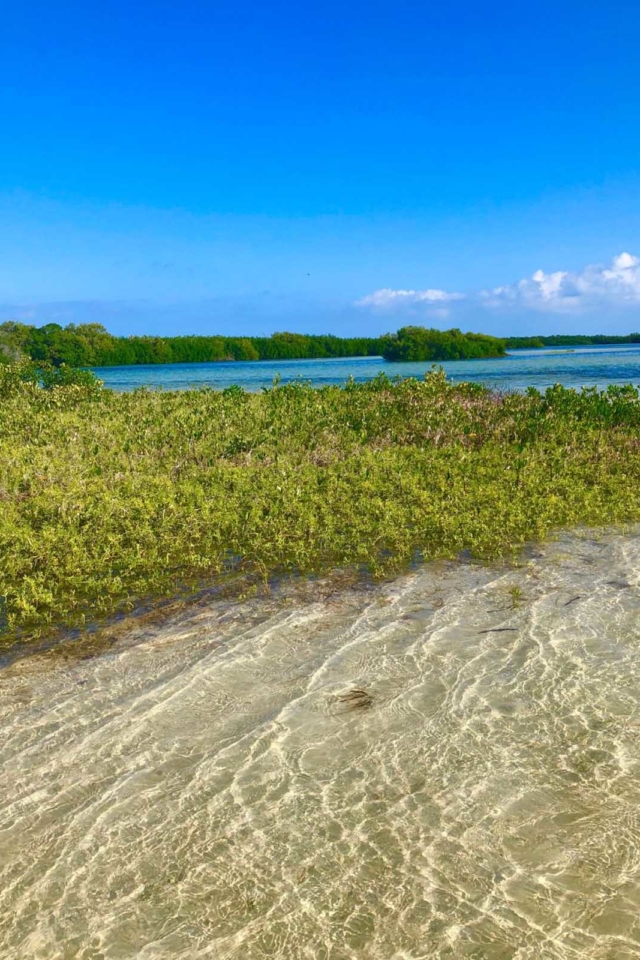 yucatan road trip itinerary holbox mangroves